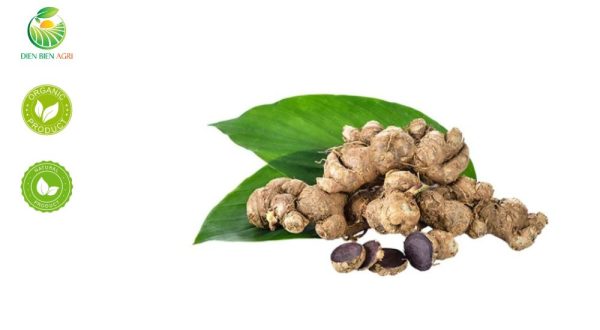 gừng đen, black ginger, Kaempferia parviflora, Thai Ginseng, black ginger vietnam