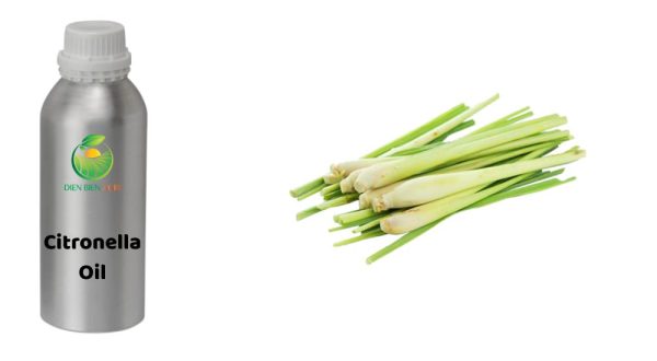 Citronella Oil, tinh dầu sả java, sả java, citronella