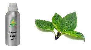 basil oil, basil oil methyl chavicol, methyl chavicol oil, organic sweet basil oil, sweet basil oil, sweet basil oil distillation, sweet basil oil exporter, sweet basil oil manufacture, sweet basil oil vietnam, vietnam sweet basil oil, 有机甜罗勒油, 甜罗勒油, 甲基胡椒酚油, 越南甜罗勒油