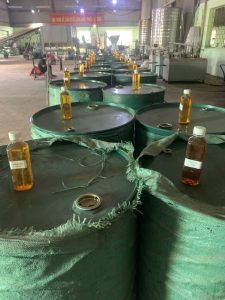 hạt trẩu, quả trẩu, cây trẩu, Tung tree, tung seed, tung oil