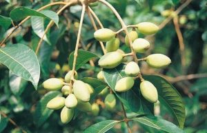 elemi tree, cây trám, elemi resin, elemi vietnam, nhựa trám, elemi, quả trám