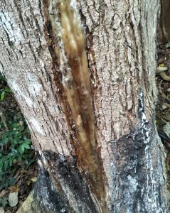 elemi tree, cây trám, elemi resin, elemi vietnam, nhựa trám, elemi, quả trám