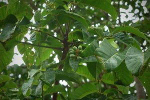elemi tree, cây trám, elemi resin, elemi vietnam, nhựa trám, elemi