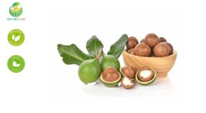 macadamia nuts, macadamia, macadamia nut benefits, macadamia tree, macadamia oil, macadamia nut price, macadamia nuts for sale, where to buy macadamia nuts, macadamia farming, macadamia in Vietnam, best macadamia nuts in Vietnam, macadamia nut supplier Vietnam, macadamia nut wholesale price, macadamia nut production in Dien Bien, macadamia tree plantation in Vietnam, macadamia vietnam exporter