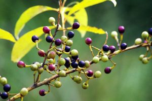 litsea cubeba oil organic, litsea cubebe oil, litsea oil, may chang oil, may chang oil organic, organic litsea cubeba oil, organic may chang oil, specifications litsea cubeba oil, 山鸡椒油, 山鸡椒油制造, 有机山鸡椒油