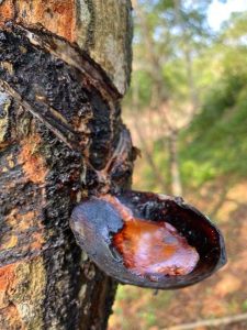 Lacquer resin