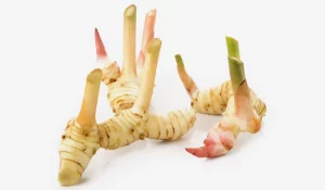 galangal, galangal root, Alpinia galanga, galangal spice, Vietnamese galangal, fresh galangal, dried galangal, galangal powder, galangal for cooking, galangal herb, galangal for tea, bulk galangal supplier 