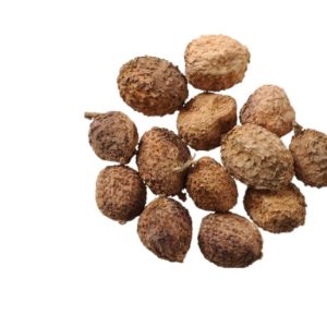 sa nhân tím, sa nhân, purple cardamom
