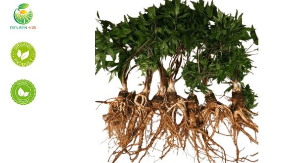 sâm đương quy, đương quy. female ginseng, dong quai, angelina sinensis