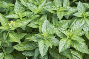 Sweet Basil Oil