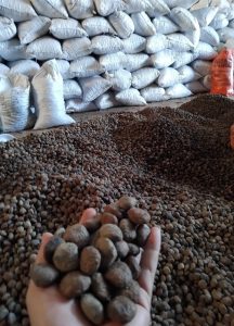 hạt trẩu, quả trẩu, cây trẩu, Tung tree, tung seed, tung oil