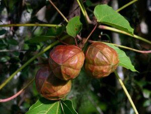 hạt trẩu, quả trẩu, cây trẩu, Tung tree, tung seed, tung oil