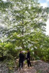 hạt trẩu, quả trẩu, cây trẩu, Tung tree, tung seed, tung oil