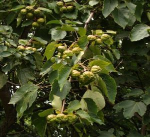 hạt trẩu, quả trẩu, cây trẩu, Tung tree, tung seed, tung oil