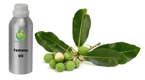 tamanu oil, tamanu oil vietnam, foraha oil, foraha oil organic, foraha specifications, foraha uses, organic foraha oil, organic tamanu oil, tamanu exporters, tamanu manufacturer, tamanu oil, tamanu oil organic, tamanu vietnam, vietnam tamanu, 塔玛努油, 有机塔玛努油, 福拉哈油