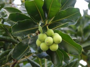 tamanu seed, mù u, dầu mù u