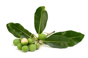 dầu mù u, mù u