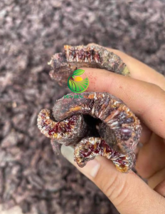 Sticklac - raw material for Seedlac