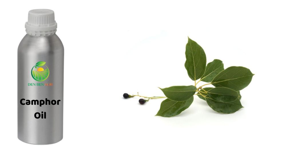 Camphor oil, Camphor