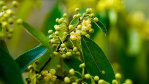 litsea cubeba seed, litsea cubeba, may chang seed, litsea cubeba vietnam, may chang