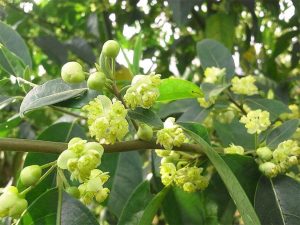 litsea cubeba seed, litsea cubeba, may chang seed, litsea cubeba vietnam, may chang