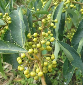 litsea cubeba seed, litsea cubeba, may chang seed, litsea cubeba vietnam, may chang