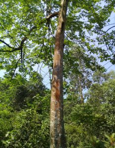 benzoin siam gum, benzoin siam , benzoin vietnam, vietnam benzoin siam