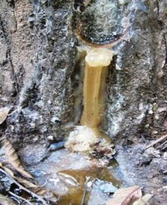 elemi resin, elemi gum, elemi manila, elemi resin, manila elemi, organic elemi oil, organic elimi resin, 榄香树脂