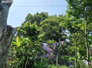 elemi tree