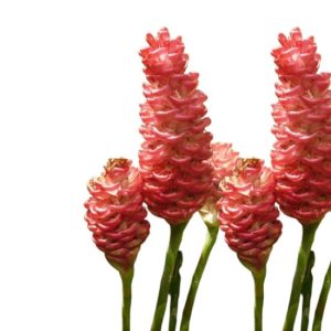 gừng gió, gừng gió tươi, gừng gió khô, bitter ginger, pinecone ginger, shampoo ginger, wild ginger