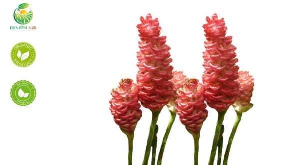 gừng gió, gừng gió tươi, gừng gió khô, bitter ginger, pinecone ginger, shampoo ginger, wild ginger