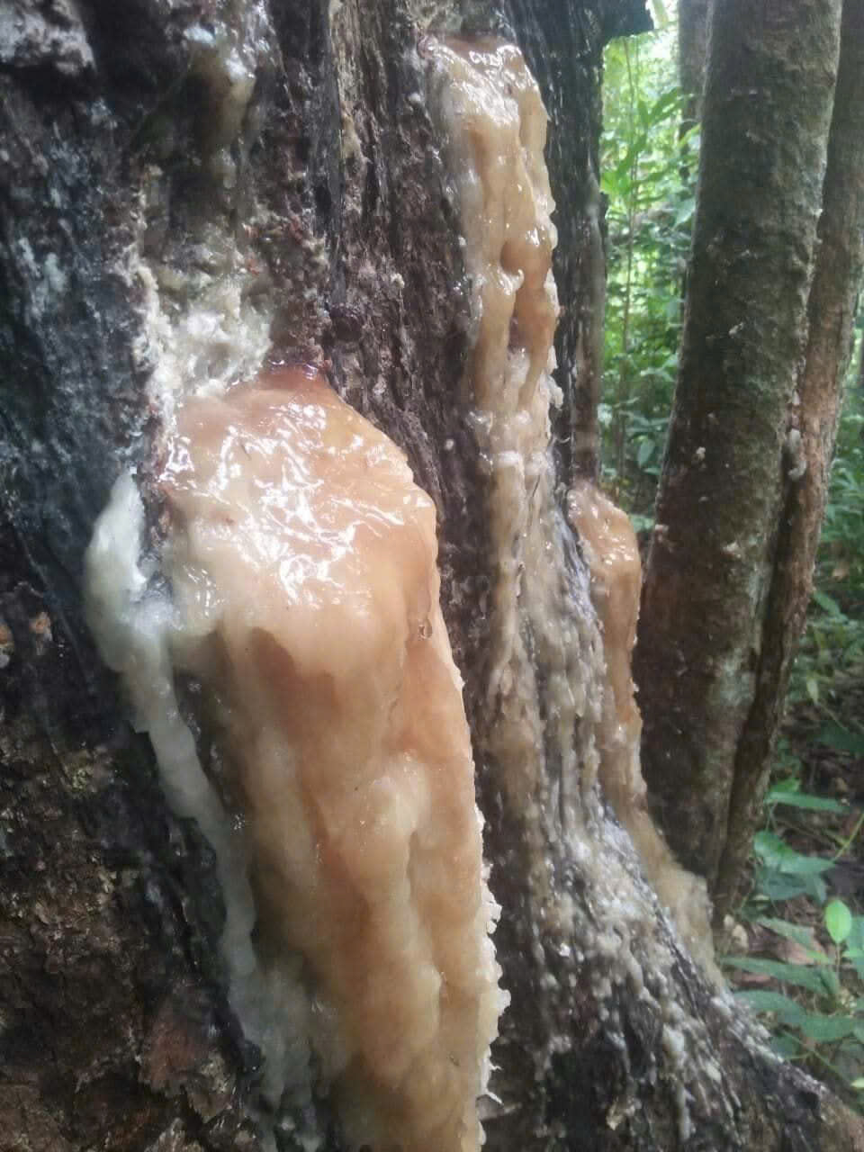 Elemi Resin, Elemi Resin Vietnam, Vietnamese Elemi Resin, natural Elemi Resin, pure Elemi Resin, Elemi Gum, Elemi Gum Vietnam, Canarium album resin, natural tree resin, Vietnam natural resin, Elemi tree resin, Elemi supplier, Elemi Resin wholesale Elemi Resin, Elemi Resin Vietnam, Vietnamese Elemi Resin, natural Elemi Resin, pure Elemi Resin, Elemi Gum, Elemi Gum Vietnam, Canarium album resin, natural tree resin, Vietnam natural resin, Elemi tree resin, Elemi supplier, Elemi Resin wholesale