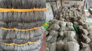 miến dong Điện Biên, miến dong Việt Nam, miến dong tự nhiên, miến dong khô, miến dong sợi to, miến dong sợi nhỏ, miến dong chất lượng cao, miến dong xuất khẩu, miến dong nguyên liệu, miến dong số lượng lớn, miến dong giá sỉ, miến dong làm từ gì, tinh bột dong riềng, miến dong Việt Nam xuất khẩu