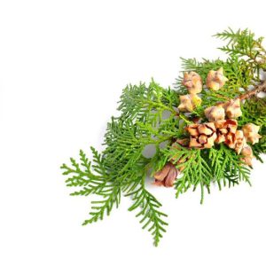cypress oil, tinh dầu ngọc am, ngọc am, cypress