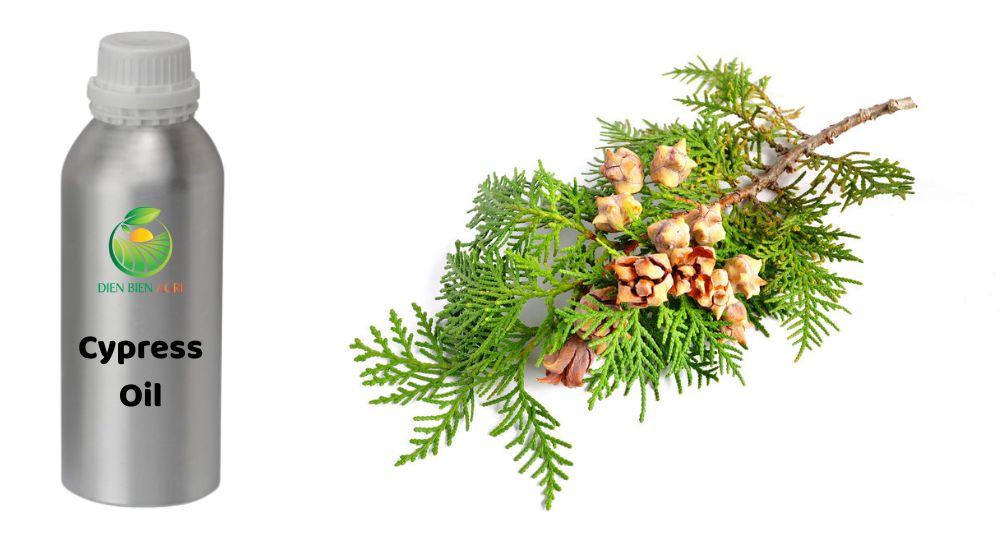 cypress oil, tinh dầu ngọc am, ngọc am, cypress