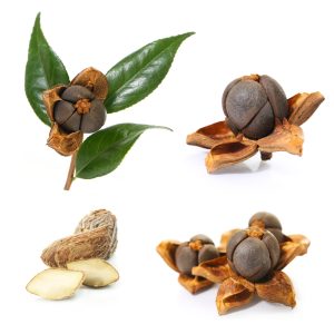 camellia seed, camellia seed vietnam, tea seed , tea seed vietnam, Camellia oleifera seed, hạt sở, quả sở, hạt sở thô, cây sở