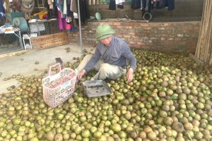 camellia seed, camellia seed vietnam, tea seed , tea seed vietnam, Camellia oleifera seed, hạt sở, quả sở, hạt sở thô, cây sở