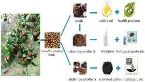 camellia seed, camellia seed vietnam, tea seed , tea seed vietnam, Camellia oleifera seed, hạt sở, quả sở, hạt sở thô, cây sở