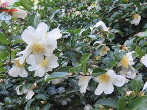 camellia seed, camellia seed vietnam, tea seed , tea seed vietnam, Camellia oleifera seed, hạt sở, quả sở, hạt sở thô, cây sở