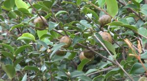 camellia seed, camellia seed vietnam, tea seed , tea seed vietnam, Camellia oleifera seed, hạt sở, quả sở, hạt sở thô, cây sở