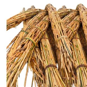 cây song mật, song mật, cây mây, cây song, song mây, mây tre đan