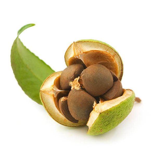 camellia seed, camellia seed vietnam, tea seed , tea seed vietnam, Camellia oleifera seed, hạt sở, quả sở, hạt sở thô, cây sở