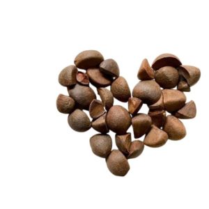 camellia seed, camellia seed vietnam, tea seed , tea seed vietnam, Camellia oleifera seed, hạt sở, quả sở, hạt sở thô. camellia seed vietnam