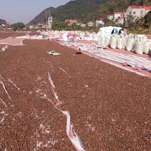 camellia seed, camellia seed vietnam, tea seed , tea seed vietnam, Camellia oleifera seed