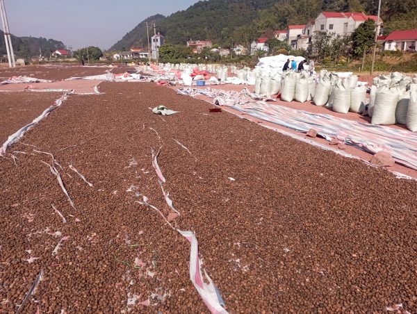 camellia seed, camellia seed vietnam, tea seed , tea seed vietnam, Camellia oleifera seed