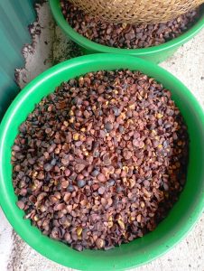 camellia seed, camellia seed vietnam, tea seed , tea seed vietnam, Camellia oleifera seed