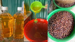dầu sở, dầu hạt sở, dầu sở Việt Nam, dầu sở tự nhiên, dầu sở nguyên chất, dầu sở ép lạnh, dầu hạt cây sở, dầu sở mỹ phẩm, dầu sở làm xà phòng, dầu sở thực phẩm, dầu Camellia oleifera, Camellia oleifera oil, camellia seed oil, camellia oil Vietnam, Vietnamese camellia oil