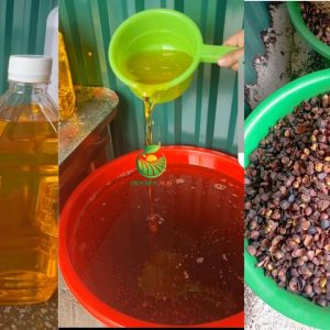 dầu sở, dầu hạt sở, dầu sở Việt Nam, dầu sở tự nhiên, dầu sở nguyên chất, dầu sở ép lạnh, dầu hạt cây sở, dầu sở mỹ phẩm, dầu sở làm xà phòng, dầu sở thực phẩm, dầu Camellia oleifera, Camellia oleifera oil, camellia seed oil, camellia oil Vietnam, Vietnamese camellia oil