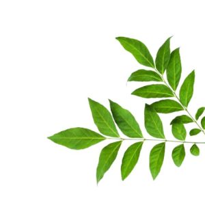 Clausena indica, wild curry leaf, Vietnamese Clausena, Clausena leaves, herbal tea ingredients, aromatic herbs Vietnam, medicinal herbs export, curry leaf substitute, Clausena indica supplier, natural herbs for digestion, Clausena indica dried leaves
