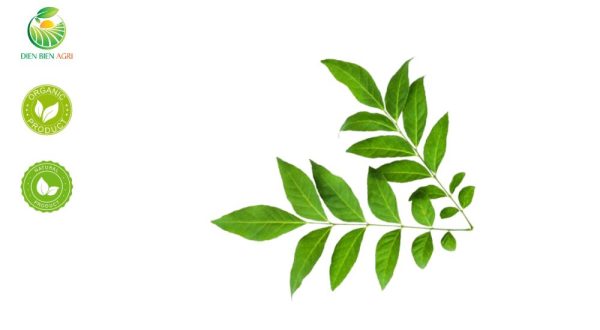 Clausena indica, wild curry leaf, Vietnamese Clausena, Clausena leaves, herbal tea ingredients, aromatic herbs Vietnam, medicinal herbs export, curry leaf substitute, Clausena indica supplier, natural herbs for digestion, Clausena indica dried leaves